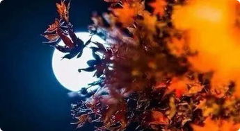 【八一】月亮里的秋（外六首）
