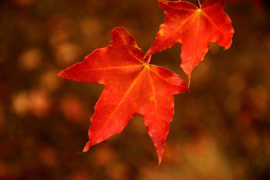 【 八一】秋天，一枚树叶从窗口飘落（外二首）