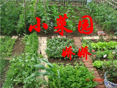 【流云】母亲的小菜园（散文）