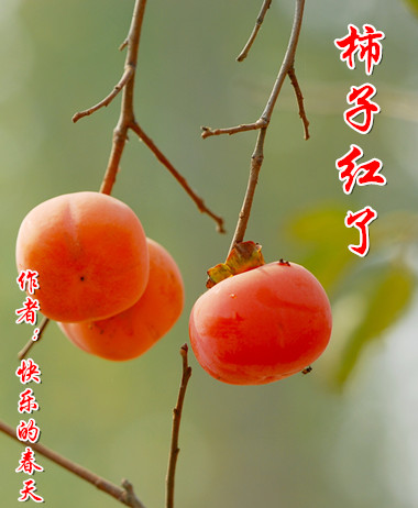 【柳岸·根】柿子红了 （散文）