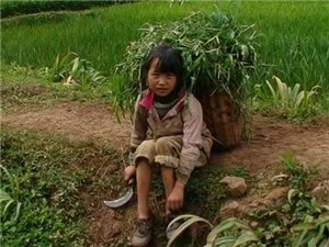 【星月】割猪草（散文）