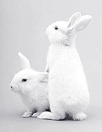 【浪花】兔子（散文）