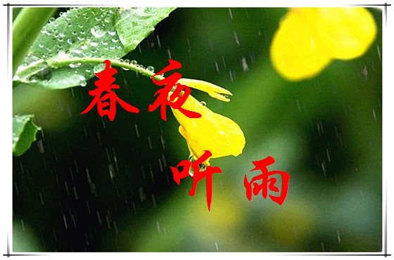 【丁香花语】春夜听雨  (散文)