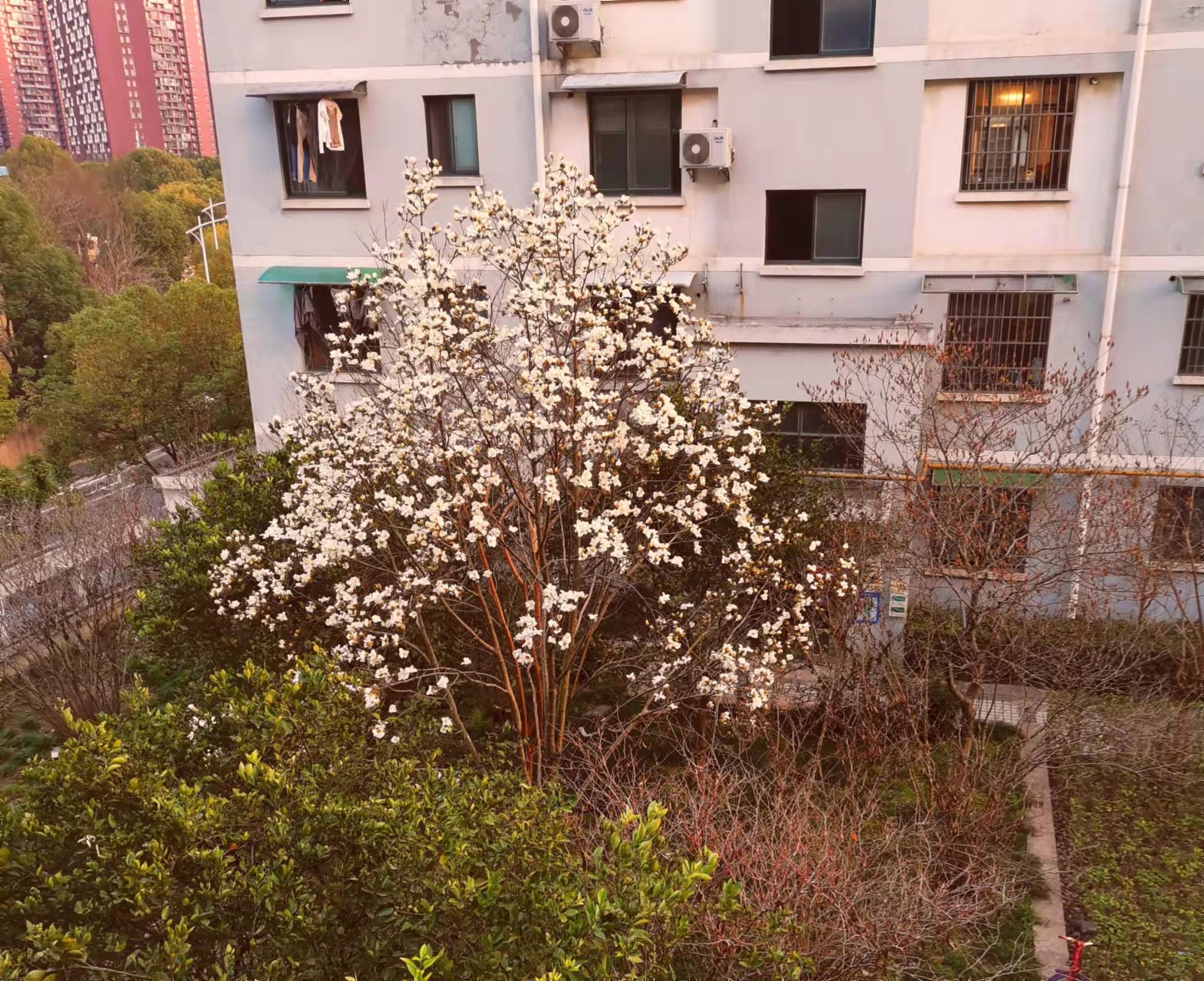 【家园】窗外两树玉兰花（散文·外一篇）