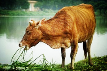 【东篱】关于一头牛的记忆（诗歌）