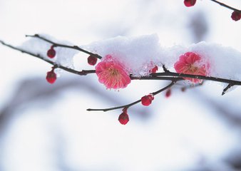 【流云追梦杯】雪之梦（散文）