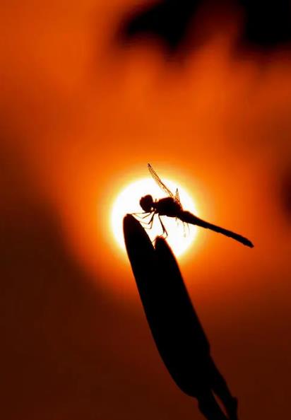 【流年】晚霞中的红蜻蜓（散文）