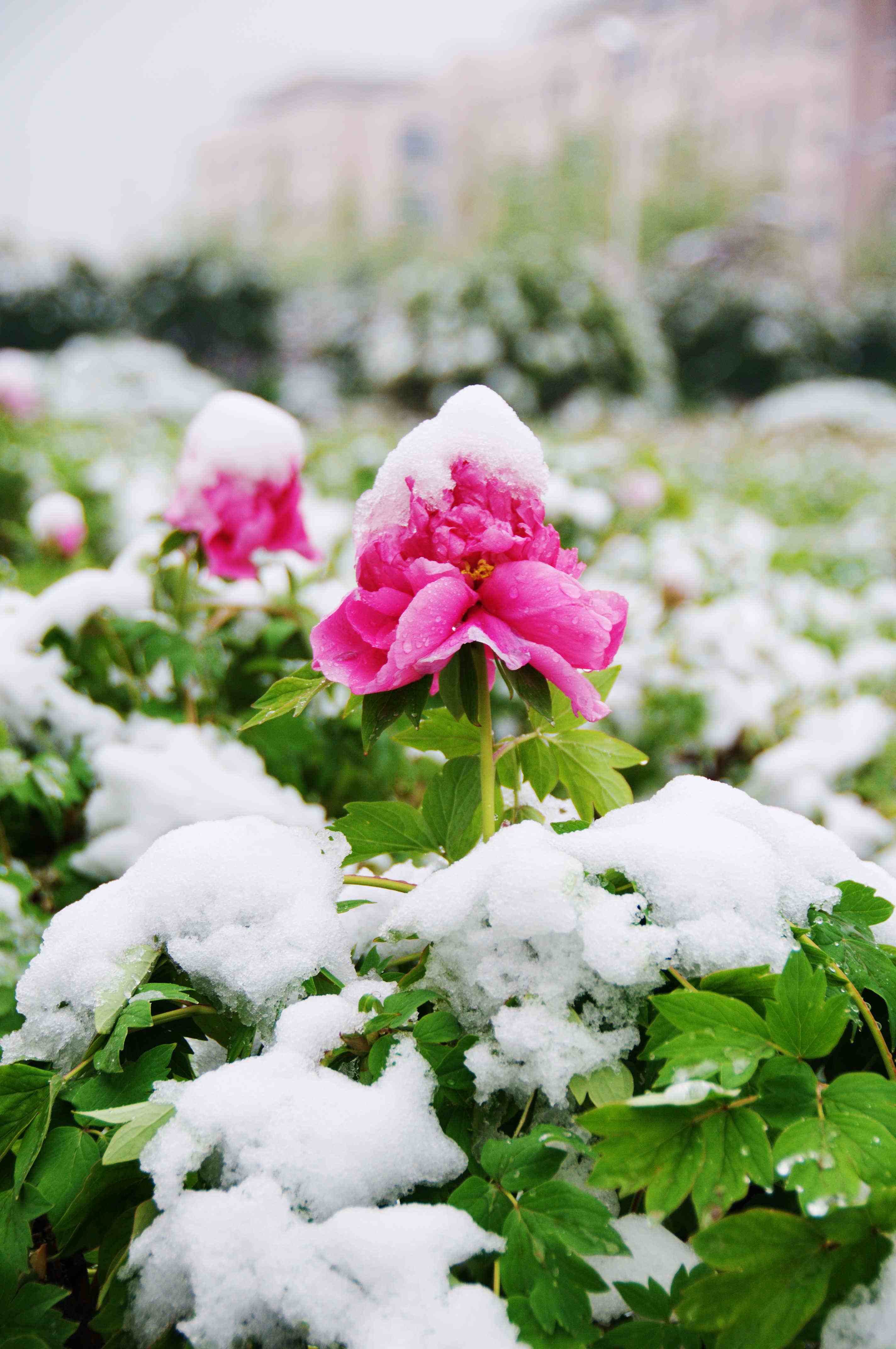 【天涯“纽薇兰蜂蜜杯”征文】雪花的遐思（散文随笔）