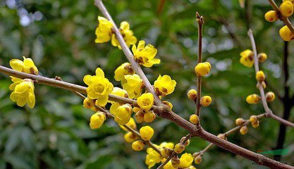 腊梅芳香亭林园（游记）