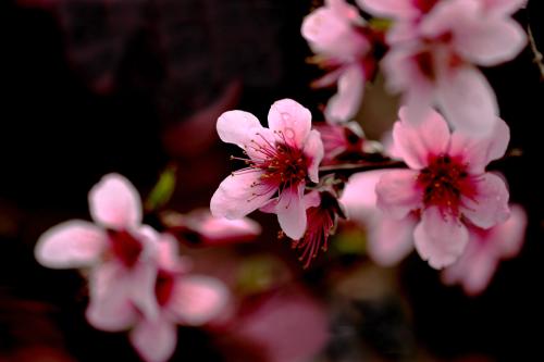 【摆渡】花是春天的新娘（组诗）