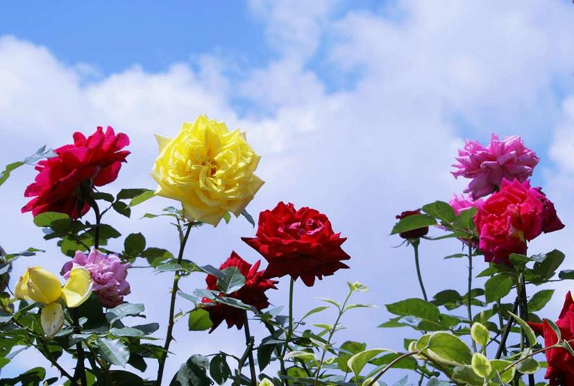 【时光】月季花开（散文）