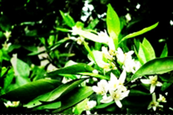 【东篱】愿橘花年年香满山（散文）