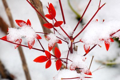 【八一】白雪红叶（豫剧小戏）
