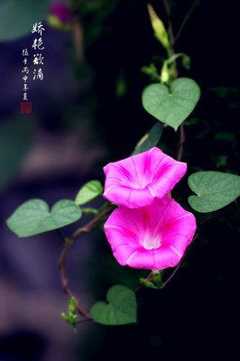 【星月】牵牛花（外三首）