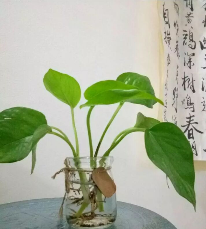 【柳岸】忍冬（组诗）