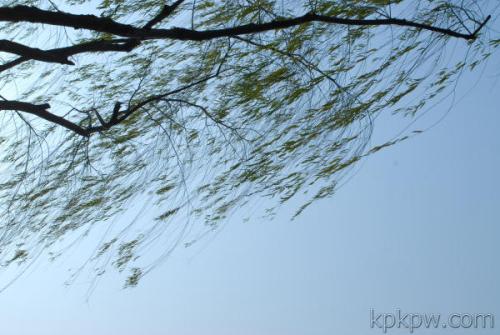 【西风】冬风相随（随笔）