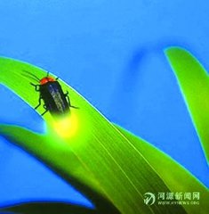 我发现了萤火虫进食的秘密（记叙文）