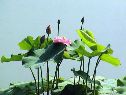 【丁香.守望花开】和莲坐了一整天（散文）