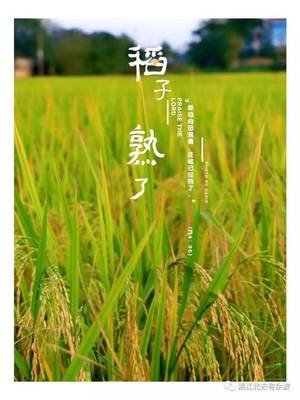 【菊韵】稻子熟了（散文）