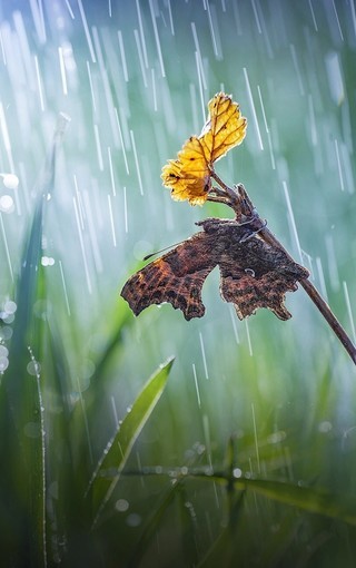 【菊韵】雨中随想（散文）
