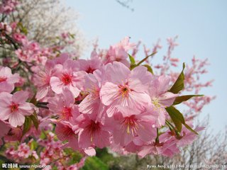【萌芽春天】礼物（散文）