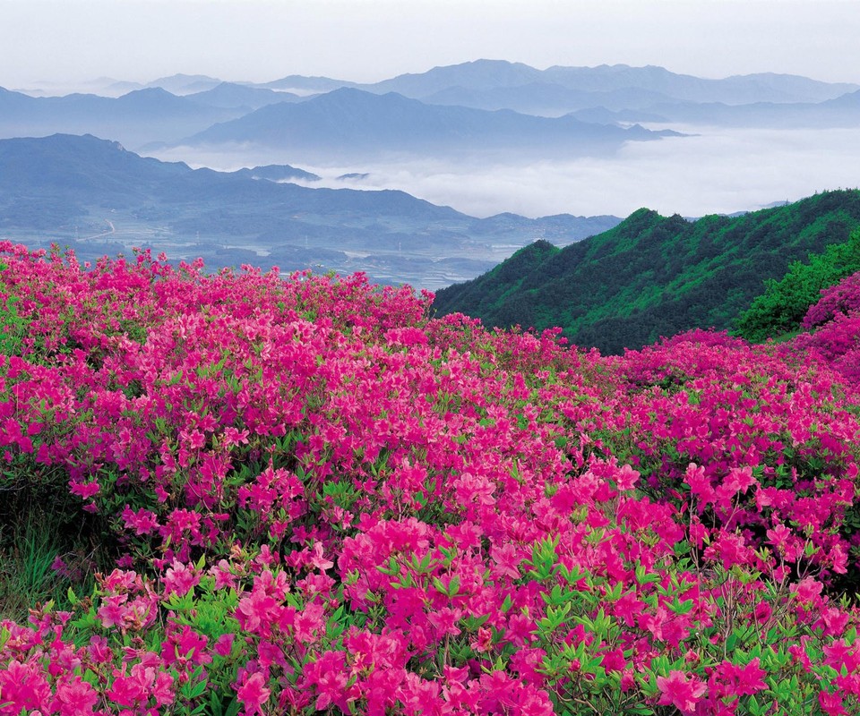 【荷塘】杜鹃开满山（小说）