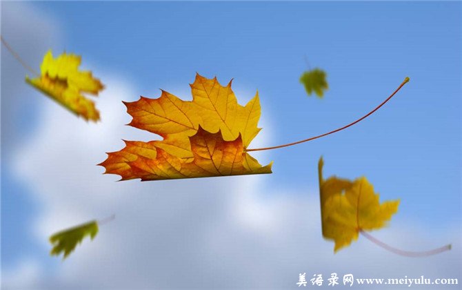 清韵飘落的枫叶诗歌