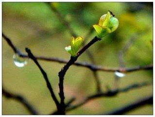 【萌芽春天】春夜（外两首）