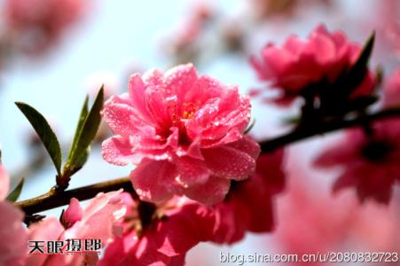 【唱词】爱你盼盼