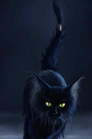 【看点】黑猫（微小说）
