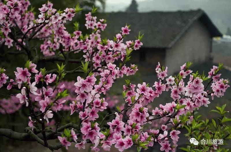 【丹枫】桃花庄传奇（豫剧）