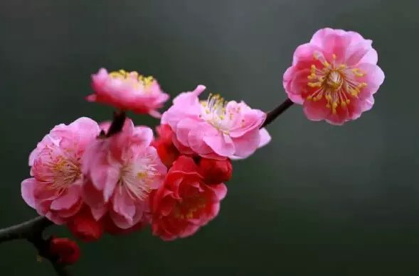 【清韵】春的脚步（诗歌）