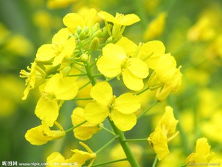 油菜花（散文）