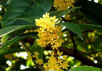 校园的桂花树（记叙文）