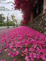 【江山宸光】落红（初中组记叙文）