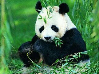可爱的大熊猫（写话）