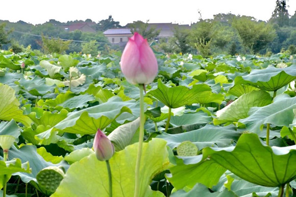 【摆渡】独自赏荷（散文）