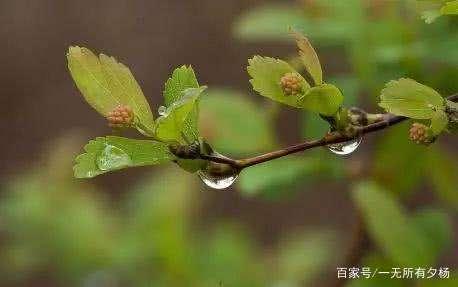 【丹枫】春雨（散文）