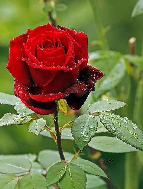【凤凰】青春是一朵红玫瑰（散文）