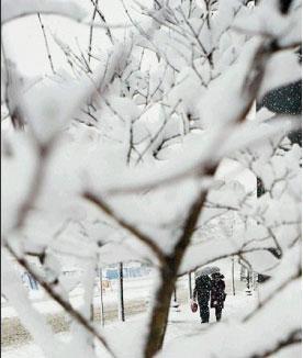 【柳岸】跑步的雪（散文）