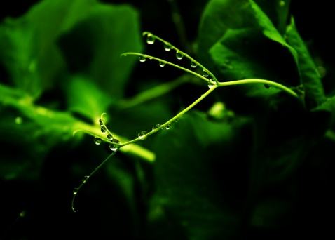 【暗香】遇见春雨(散文)