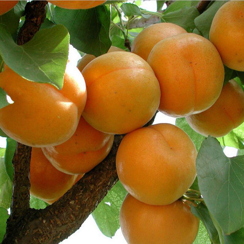 【丁香】后院的杏树（散文）