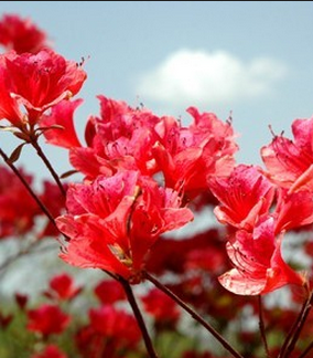 【如云】羊角花的思念(小说)