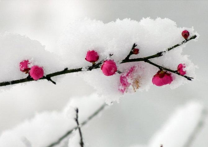 【摆渡】生查子·雪十九首（古韵）