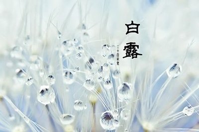 【菊韵】白露垂珠滴秋月（散文）