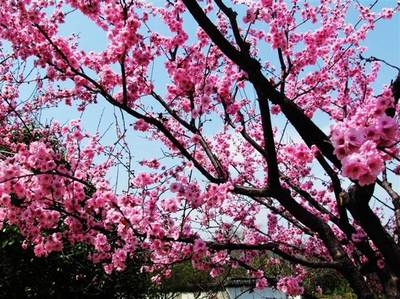 【菊韵】春天，是一树一树的花开（散文）