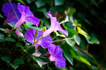 【萌芽春天】牵牛花的新风采（随笔）