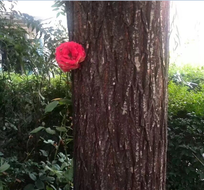 【柳岸】为花和树写诗语几行（诗歌）