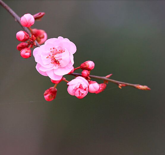 【风恋】要点孤芳自赏的清高（随笔）