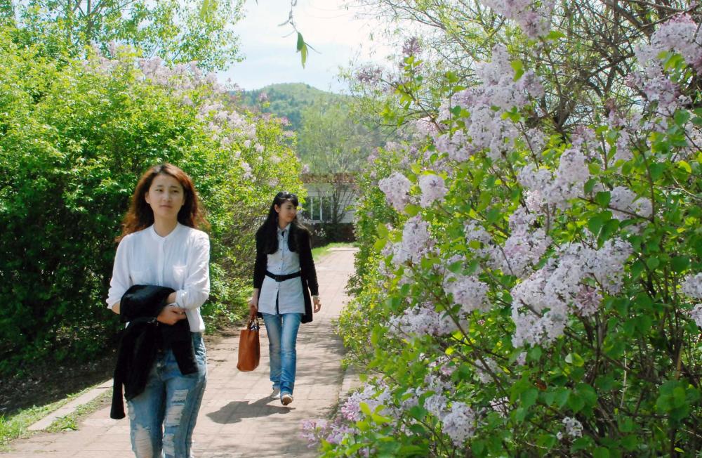【吉祥】丁香花下（诗歌）